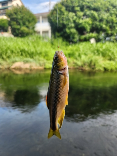 カワムツの釣果