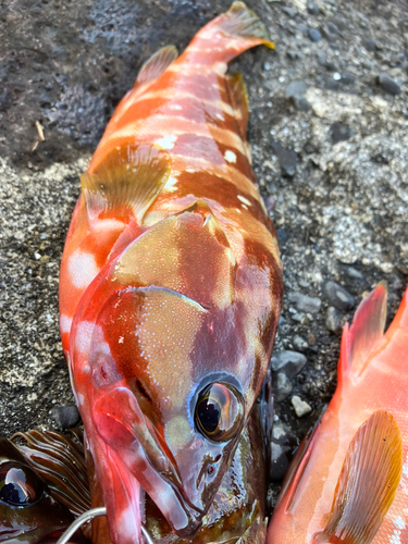 アカハタの釣果