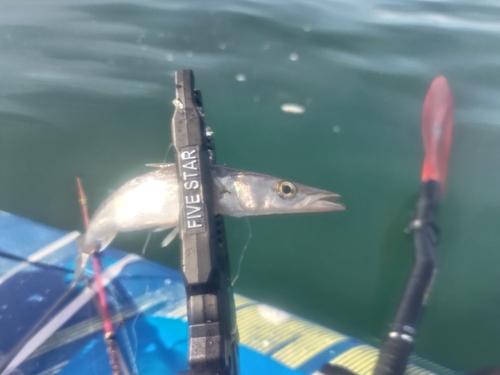 アカカマスの釣果