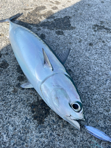 マルソウダの釣果