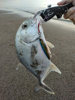 メッキの釣果