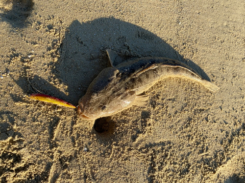 マゴチの釣果