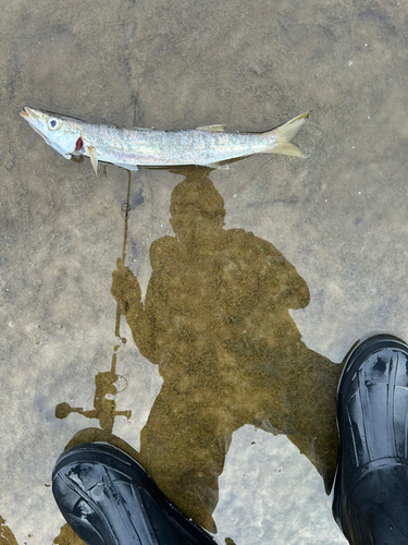 カマスの釣果