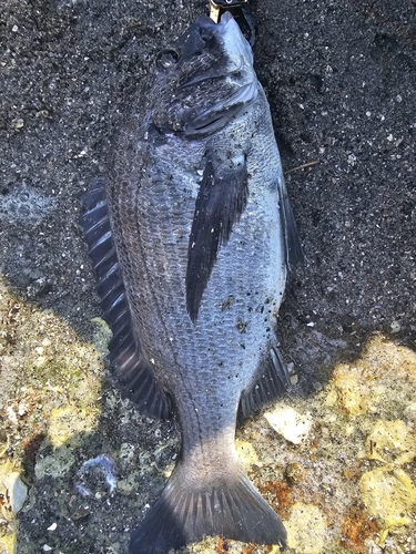 チヌの釣果