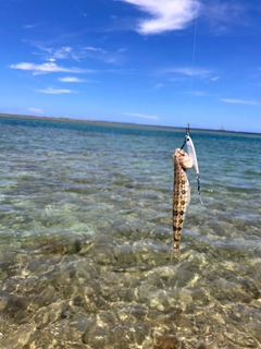 エソの釣果