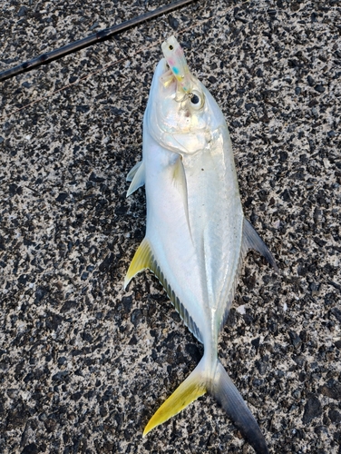 オニヒラアジの釣果