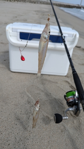 シロギスの釣果