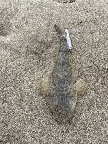 マゴチの釣果