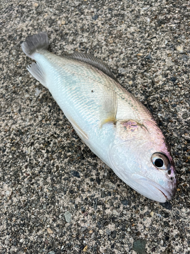 イシモチの釣果