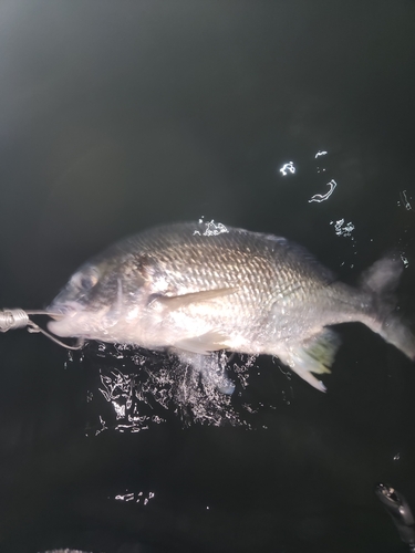 キビレの釣果