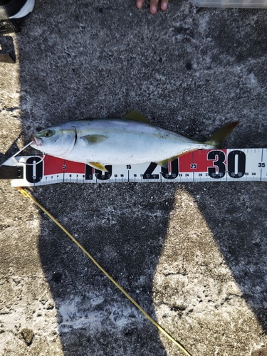 ツバスの釣果