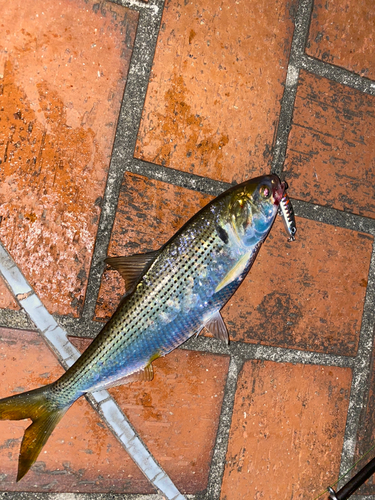 コノシロの釣果