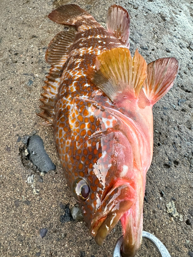 アコウの釣果