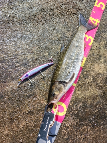 ウグイの釣果