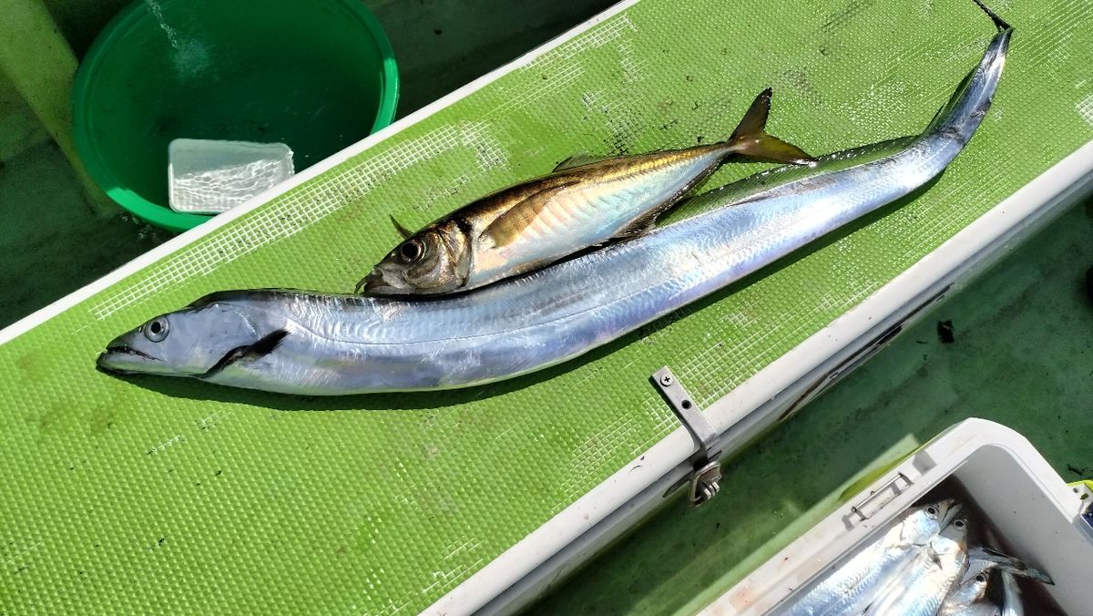 東京湾のおっさんさんの釣果 2枚目の画像