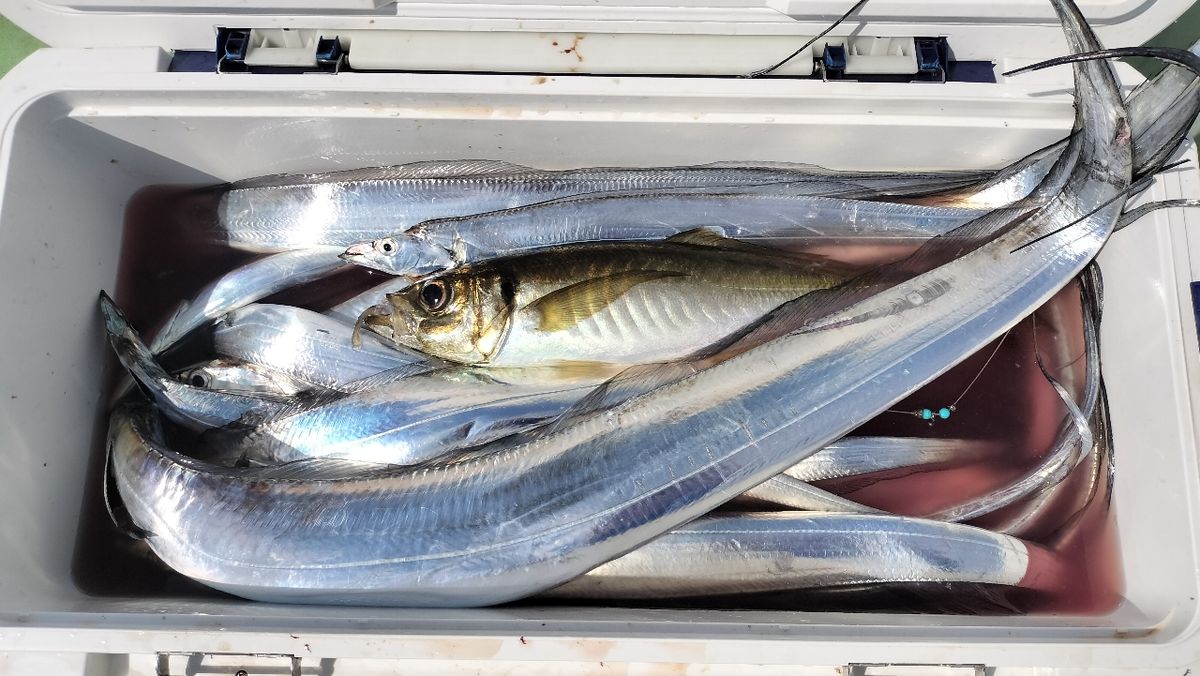 東京湾のおっさんさんの釣果 3枚目の画像