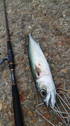 サバの釣果