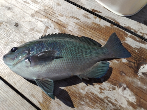 クチブトグレの釣果