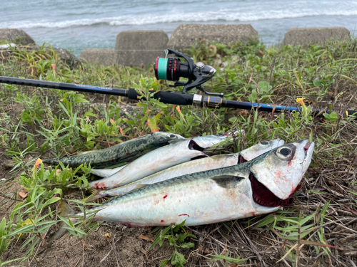 サバの釣果