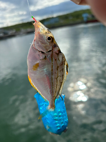 ヒイラギの釣果