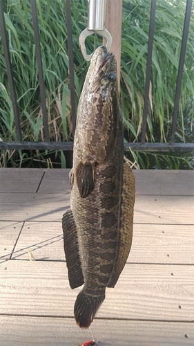 ライギョの釣果