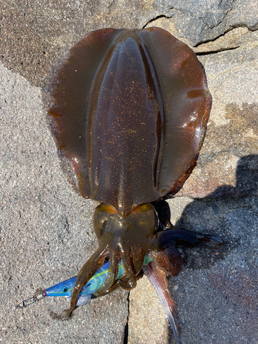 アオリイカの釣果