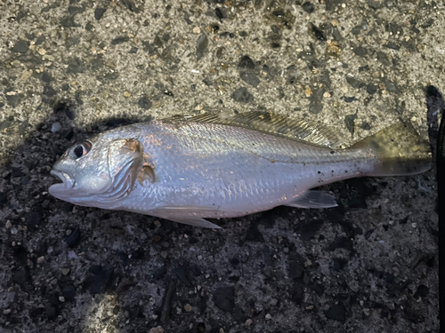 シログチの釣果