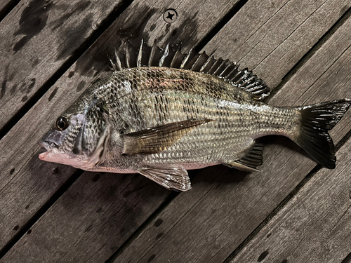 クロダイの釣果