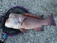 カンダイの釣果