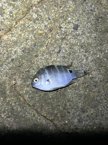 シマスズメダイの釣果