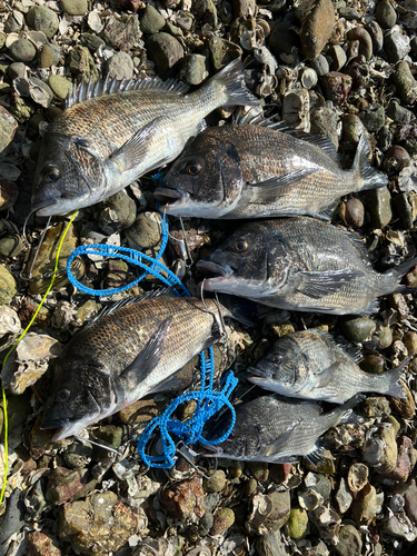 クロダイの釣果