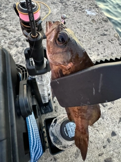 シロメバルの釣果