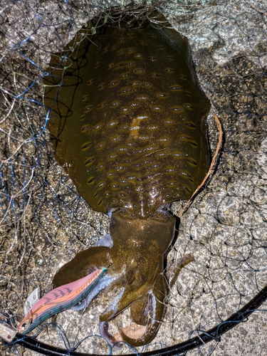 アオリイカの釣果