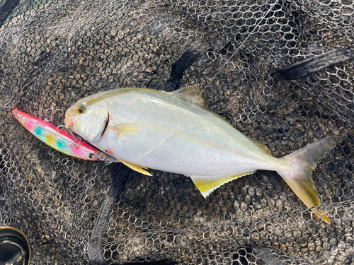 カンパチの釣果