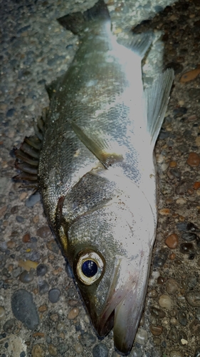 セイゴ（ヒラスズキ）の釣果