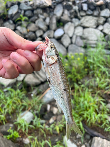 ハスの釣果