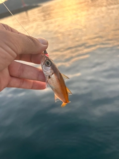 ムツの釣果