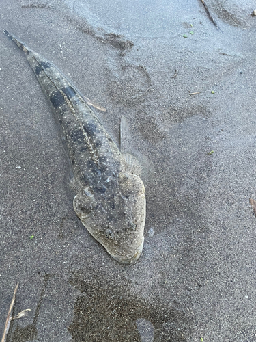 マゴチの釣果