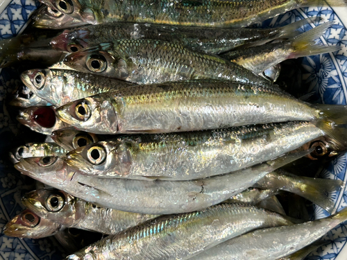 ウルメイワシの釣果