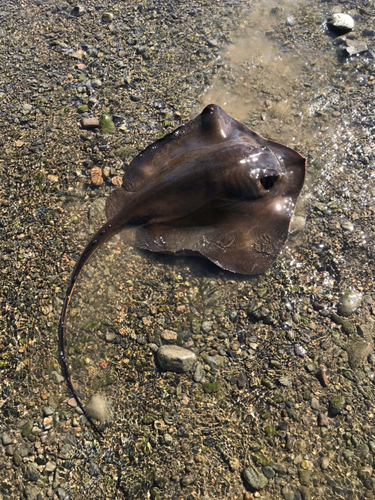 アカエイの釣果