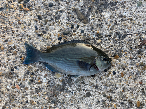 メジナの釣果