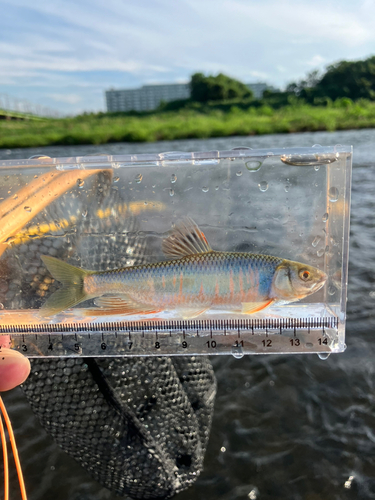 オイカワの釣果