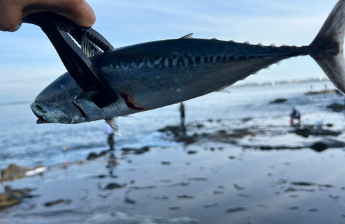 マルソウダの釣果