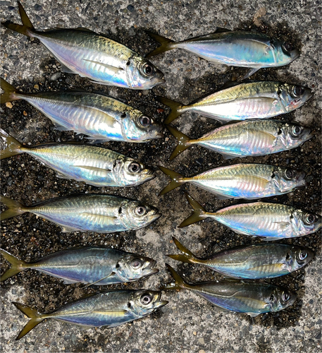 アジの釣果