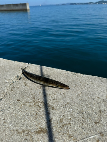 カマスの釣果