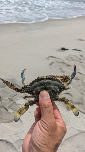 ガザミの釣果