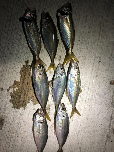 アジの釣果