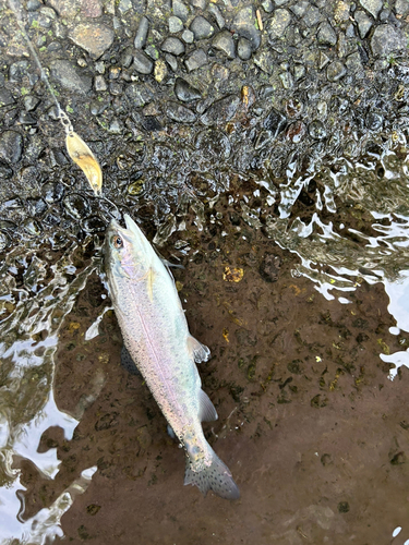 ニジマスの釣果