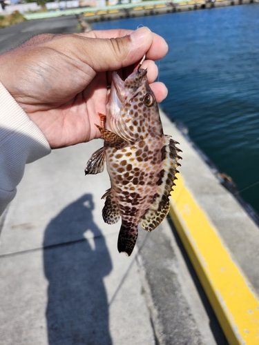 オオモンハタの釣果