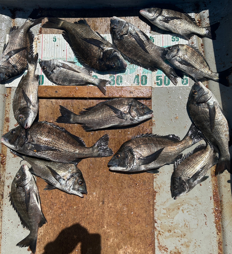 クロダイの釣果